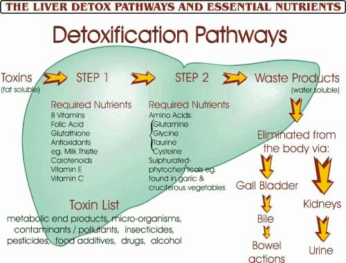 liver-detox-lg.jpg